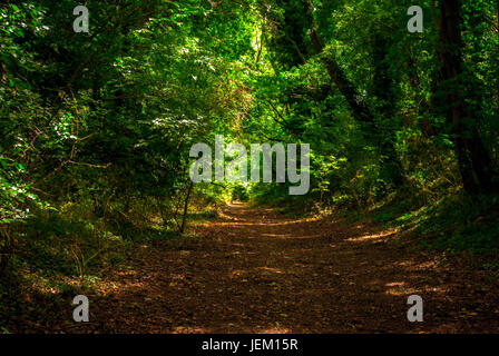 La passerella tra gli alberi Foto Stock