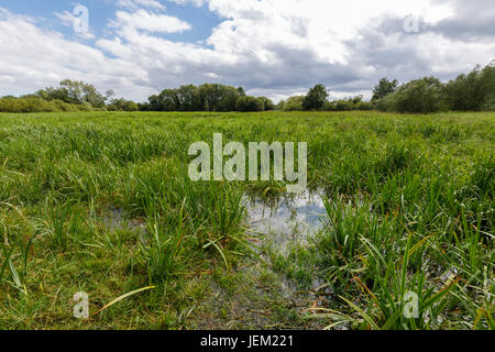 Terreni paludosi in tidal flats in basso a Test Valley vicino a Redbridge, Totton e la Ealing come il fiume estuario di prova entra in acqua di Southampton, Hampshire Foto Stock