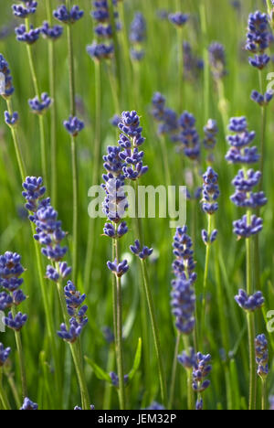 Colpo verticale di lavanda crescere all'aperto, nell'erba. Profondità di campo. Foto Stock