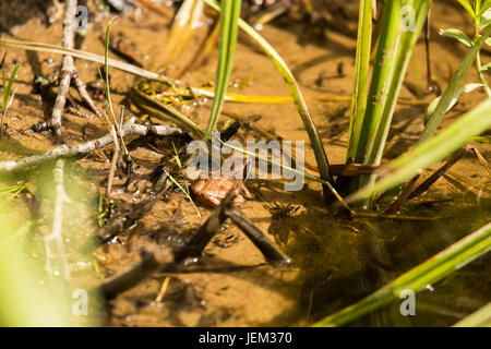 Una curiosa rana marrone seduto in uno stagno in estate Foto Stock