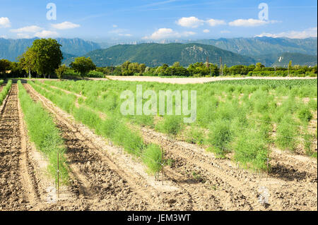 Piantagione di asparagi. Vista panoramica con campo di asparagi,mountauns, Cielo e nubi. Paesaggio agricolo. Foto Stock