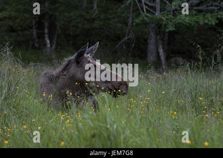 Alci o elk, Alces alces, mucca in appoggio sul terreno in erba verde con fiori Foto Stock