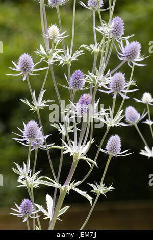 Fiore blu capi del bianco mare variegato holly, Eryngium 'Jade Frost" Foto Stock