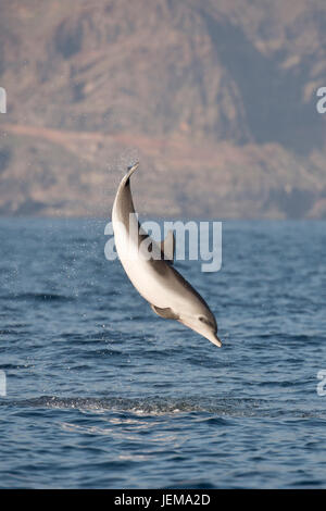 Macchiato atlantico, Delfino Stenella frontalis, violando in aria in alto nella parte anteriore di La Gomera, isole Canarie, Oceano Atlantico Foto Stock