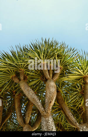 Basso angolo di visione di un Albero Drago, Dragoeiro da Porto Santo, Madeira trovati anche nelle isole di Capo Verde Foto Stock