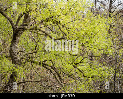 Foglie di primavera: giallo fresco di greeen germoglio di foglie sui rami di un vecchio la torsione trunked willow tree. Foto Stock