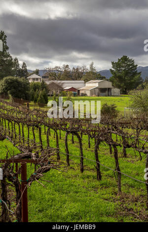 Vigneto di uva, vigneto, vigneti, visto dal Hagafen cantine, Silverado Trail, Napa Napa Valley, California, Stati Uniti Foto Stock