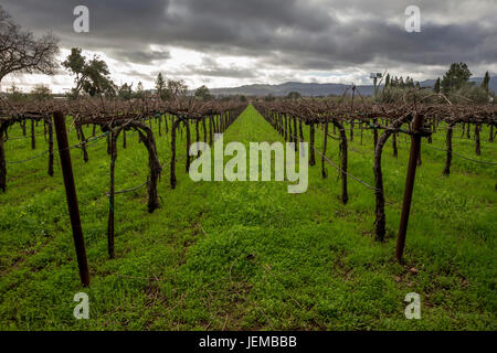 Vigneto di uva, vigneto, vigneti, visto dal Hagafen cantine, Silverado Trail, Napa Napa Valley, California, Stati Uniti Foto Stock