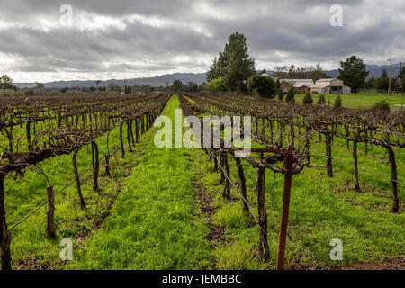 Vigneto di uva, vigneto, vigneti, visto dal Hagafen cantine, Silverado Trail, Napa Napa Valley, California, Stati Uniti Foto Stock