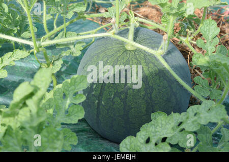 Close up immaturo melone acqua sulla pianta Foto Stock