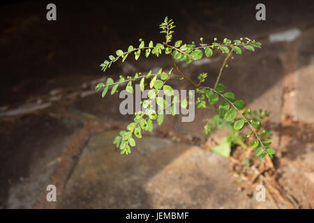 Wild pianta erbacea (Phyllanthus tenellus) cresce come un erbaccia attraverso la spaccatura nel percorso, Asunción, Paraguay Foto Stock