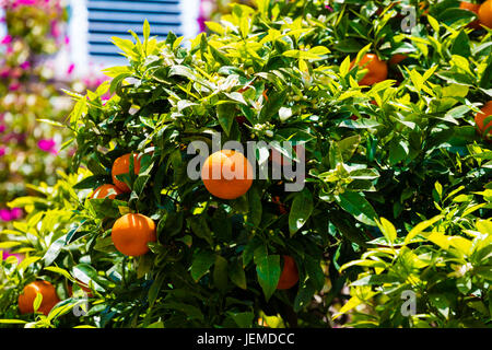 I rami di un albero di mandarino con frutti in primavera Foto Stock