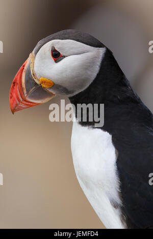 Atlantic Puffin (Fratercula arctica), Adulto ritratto Foto Stock