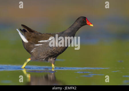 Comune (Moorhen Gallinula chloropus), Adulto a piedi in acqua poco profonda Foto Stock