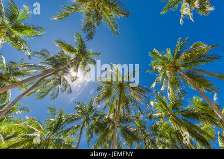 Magnifico verde palme con il blu del cielo. Sullo sfondo della natura Foto Stock