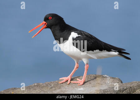 Eurasian Oystercatcher (Haematopus ostralegus), Adulto chiamando dall'alto di una roccia Foto Stock