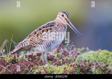 Beccaccino (Gallinago gallinago faeroeensis), Adulto chiamando Foto Stock