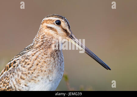 Beccaccino (Gallinago gallinago faeroeensis), Adulto close-up Foto Stock