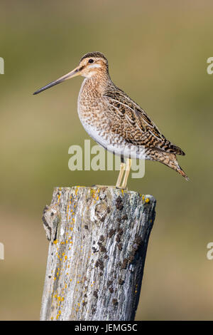 Beccaccino (Gallinago gallinago faeroeensis), per adulti Foto Stock