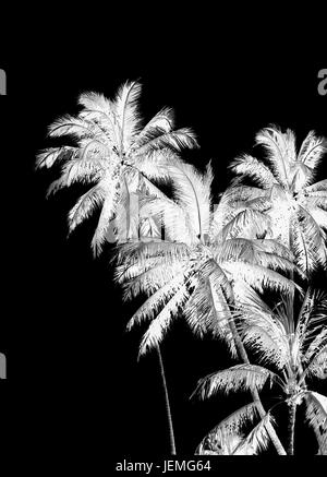 Bianco e Nero Palme sagome Foto Stock