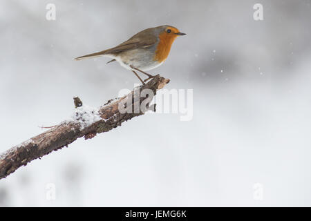 Robin Foto Stock