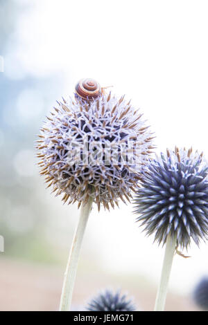 Va a passo di lumaca sul fiore viola Foto Stock