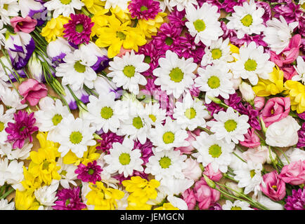 Diversi fiori disposti come un bello e colorato sfondo naturale immagine con bianco, giallo e fiori di rosa - full frame laici piatta fotografia Foto Stock