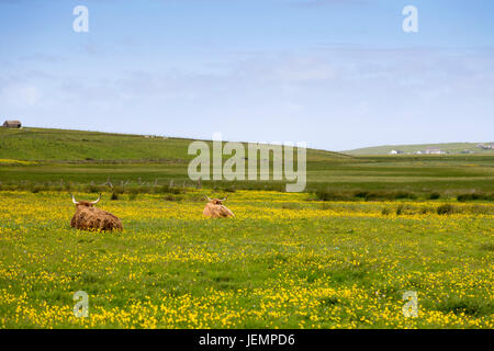 Highland scozzesi Bovini, isola di Lewis, Western Isles, Ebridi Esterne, Scotland, Regno Unito Foto Stock