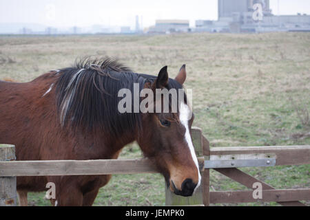 Cavallo marrone appoggiata sopra una recinzione in un campo a Hartlepool,l'Inghilterra,UK Foto Stock