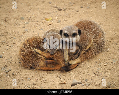 Tre peloso Meerkats vincolato o Suricates (Suricata suricatta) snuggling insieme per comodità & compagnia presso un centro di falconeria in Oxfordshire Foto Stock