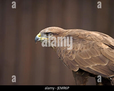 Ritratto di captive comune europeo o la Poiana (Buteo buteo) presso un centro di falconeria in Oxfordshire England Regno Unito Foto Stock