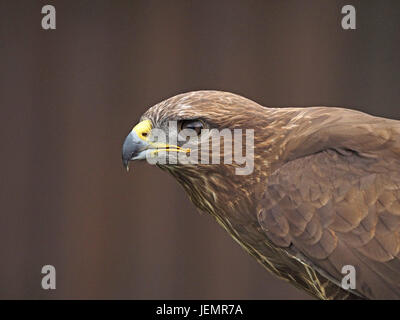 Ritratto di captive comune europeo o la Poiana (Buteo buteo) presso un centro di falconeria in Oxfordshire England Regno Unito Foto Stock