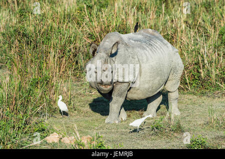 Il rinoceronte indiano (Rhinoceros unicornis) con airone guardabuoi (Bubulcus ibis) e uccelli Myna, il Parco Nazionale di Kaziranga, Assam, India Foto Stock