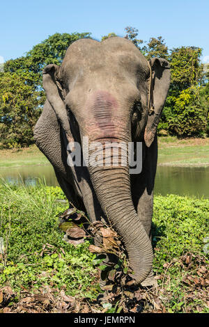 L'elefante indiano (Elephas maximus indicus) alimentazione su erba e foglie, il Parco Nazionale di Kaziranga, Assam, India Foto Stock