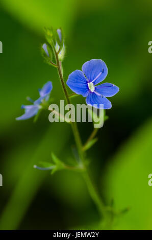 Dimenticare-me-non fiore in giardino Foto Stock