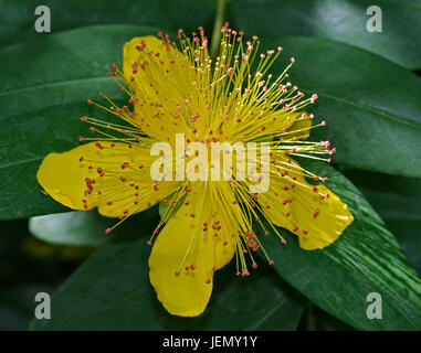 Hypericum Calycinum (Rose di Sharon) Foto Stock