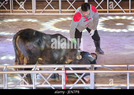 Jiaxing, Jiaxing, Cina. Il 24 giugno 2017. Jiaxing, CINA-Giugno 24 2017: (solo uso editoriale. Cina OUT) .un toro di lotta è tenuto in Jiaxing, est della Cina di Provincia dello Zhejiang, Giugno 24th, 2017. Il Cinese tradizionale lotta di Bull è simile allo spagnolo bull lotta, ma la differenza è che il matador dovrebbe rendere il bull cadere senza ferire il toro in cinese tradizionale bull lotta. Credito: SIPA Asia/ZUMA filo/Alamy Live News Foto Stock