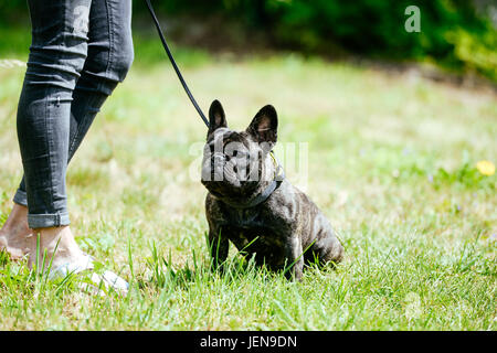 Frankfurt am Main, Germania. 16 Giugno, 2017. Immagine di un bulldog francese, presa su 16/06/17 di Francoforte | Utilizzo di credito in tutto il mondo: dpa/Alamy Live News Foto Stock