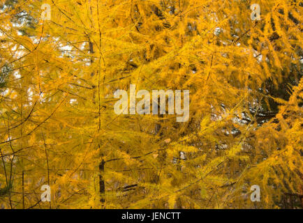 Foglie di autunno sfondo. Aghi gialli di larice. Pino Foto Stock