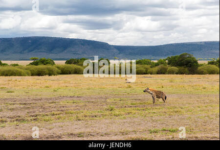 Il clan di iene a Savannah a africa Foto Stock