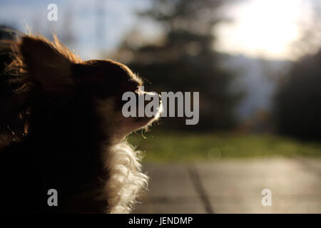 Ritratto di un cane Chihuahua in presenza di luce solare Foto Stock