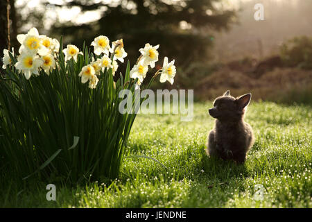 Chihuahua dog sitter in un giardino da narcisi Foto Stock
