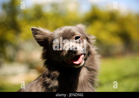Ritratto di un chihuahua cane Foto Stock