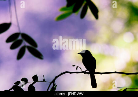 Silhouette di un uccello su un ramo, Gorontalo, Indonesia Foto Stock