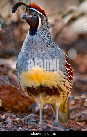 GAMbell's Quail, Arizona, Stati Uniti Foto Stock