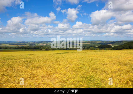 Un campo di maturazione dorata di orzo con un pittoresco sfondo di yorkshire wolds paesaggio sotto un azzurro cielo molto nuvoloso in estate Foto Stock