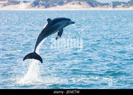 Dolphin saltando fuori dell'oceano, Tasmania, Australia Foto Stock