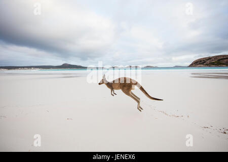 Canguro salto sulla spiaggia, Lucky Bay, Esperance, Australia occidentale, Australia Foto Stock