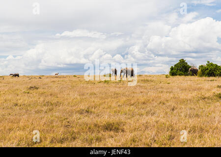 Gli elefanti e altri animali nella savana in africa Foto Stock