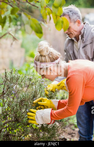 Carino coppia la raccolta di erbe aromatiche Foto Stock